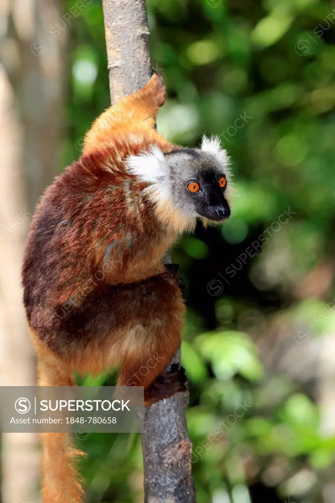 Black Lemur (Eulemur macaco), female on a tree