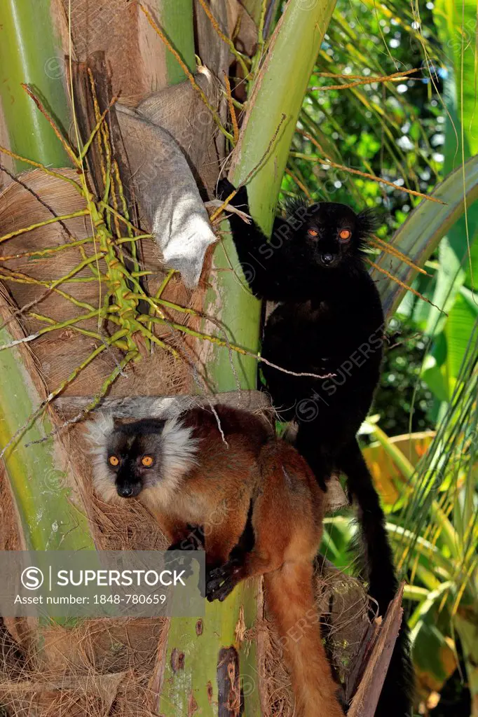 Black Lemurs (Eulemur macaco), pair on a tree