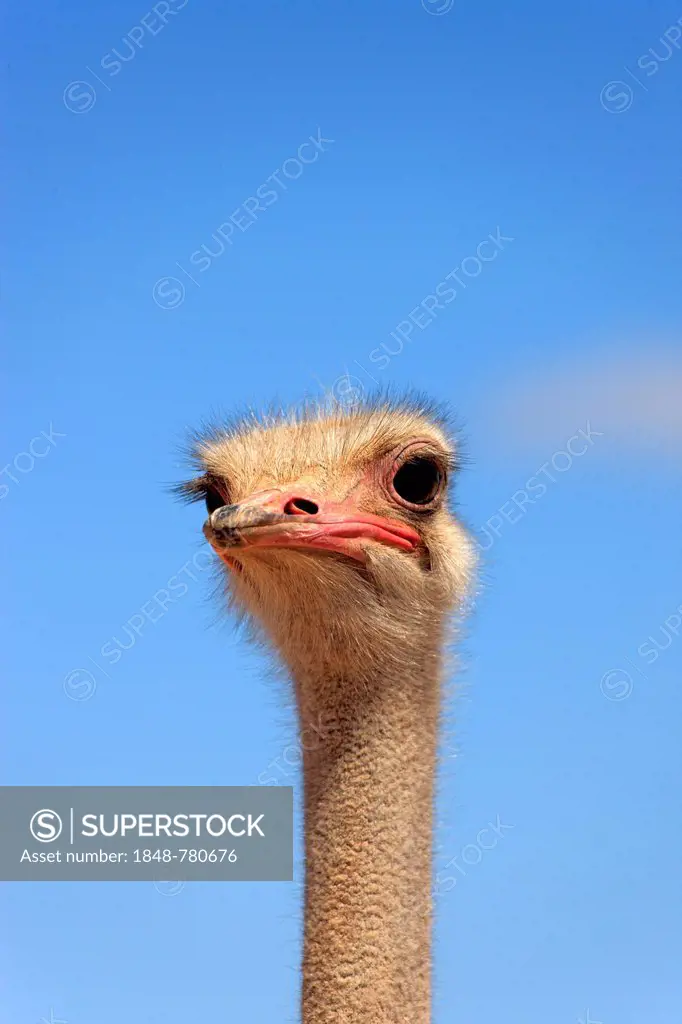 Ostrich or Common Ostrich (Struthio camelus australis), male, portrait