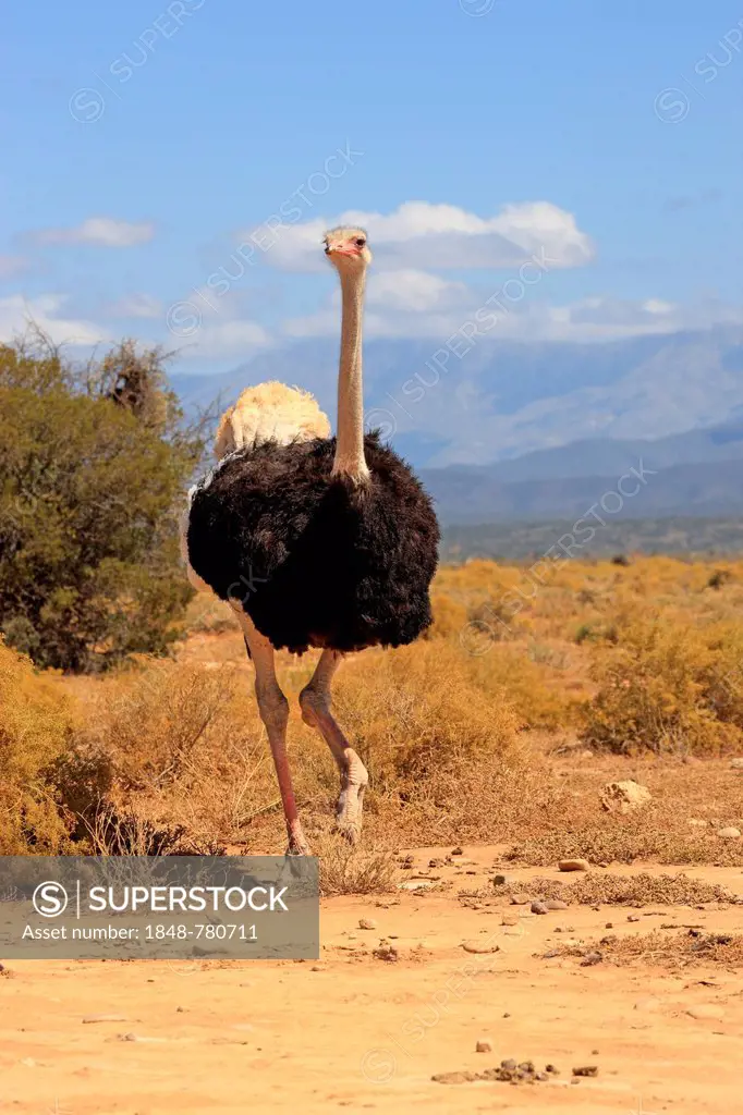 Ostrich or Common Ostrich (Struthio camelus australis), male