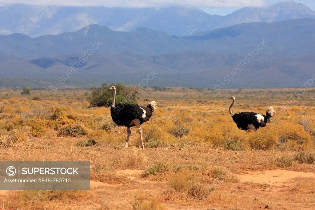 Ostrich or Common Ostrich (Struthio camelus australis), two males