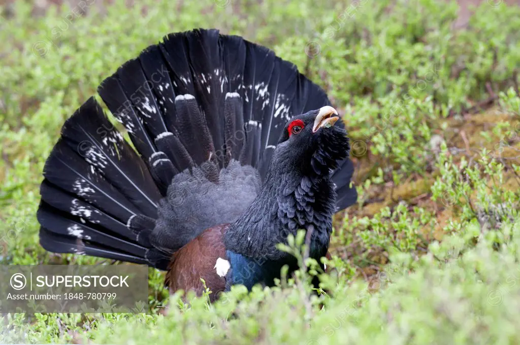 Western Capercaillie or Wood Grouse (Tetrao urogallus), cock displaying