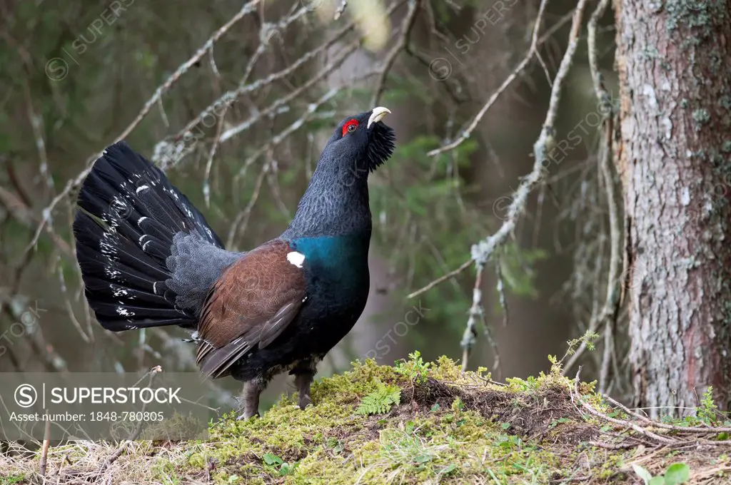 Western Capercaillie or Wood Grouse (Tetrao urogallus), cock displaying