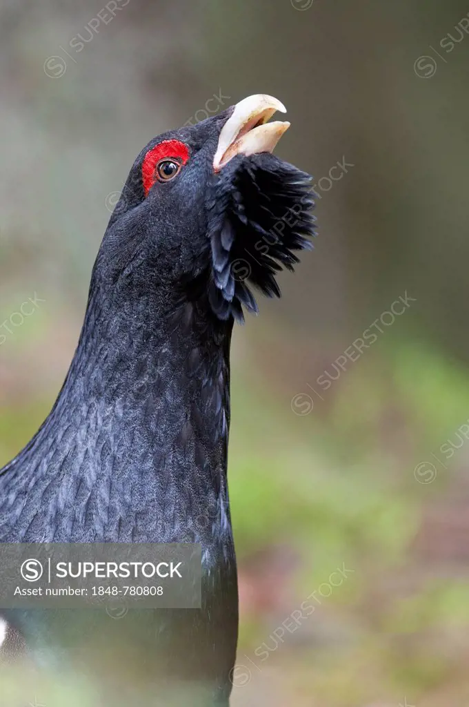 Western Capercaillie or Wood Grouse (Tetrao urogallus), cock displaying, portrait