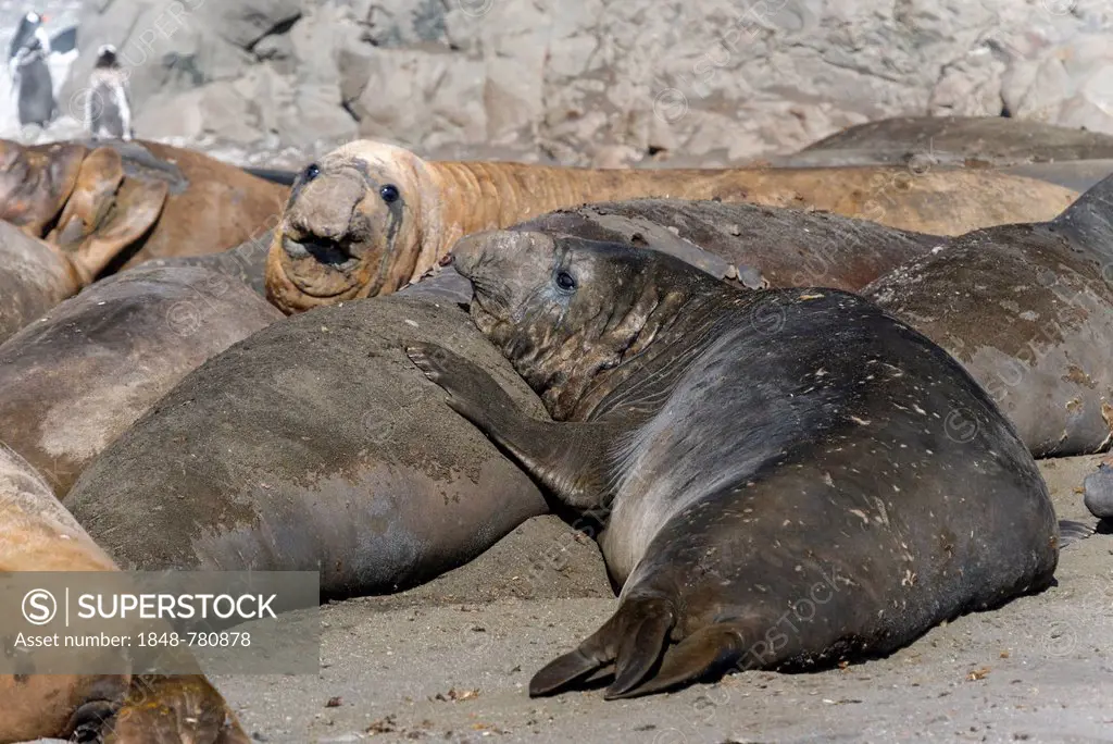 Southern Elephant Seals (Mirounga leonina), group of adolescent bulls, resting and moulting