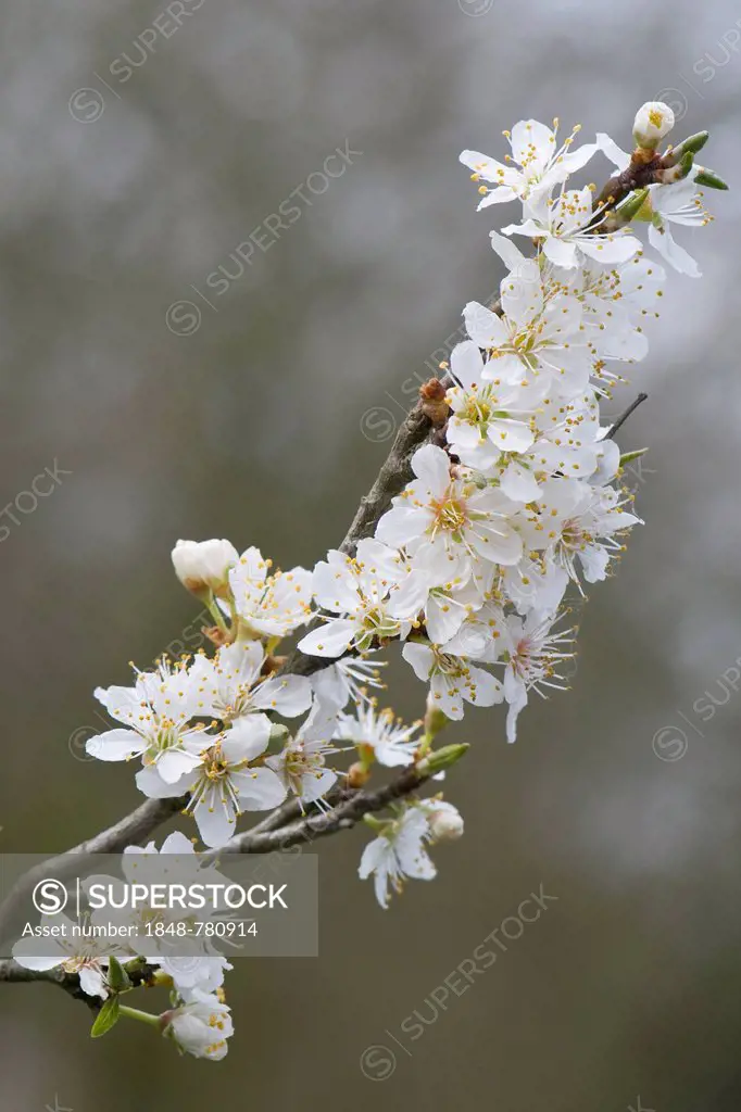 Cherry Plum (Prunus cerasifera)