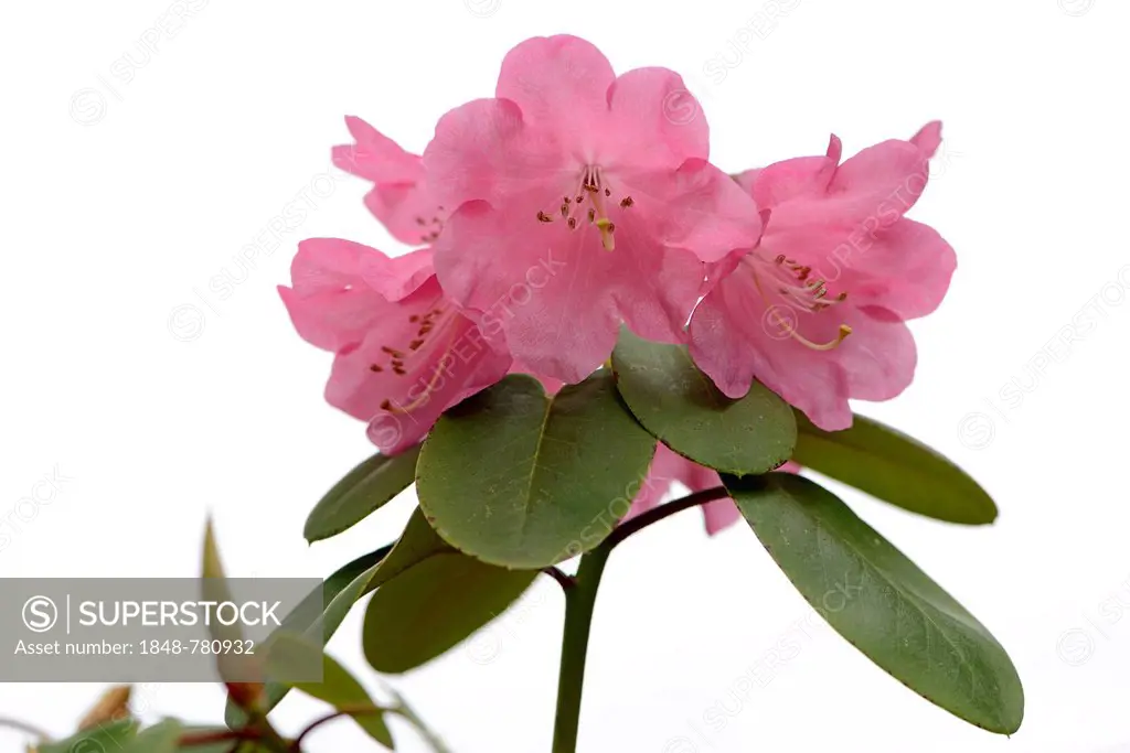 Rhododendron (Rhododendron orbiculare)