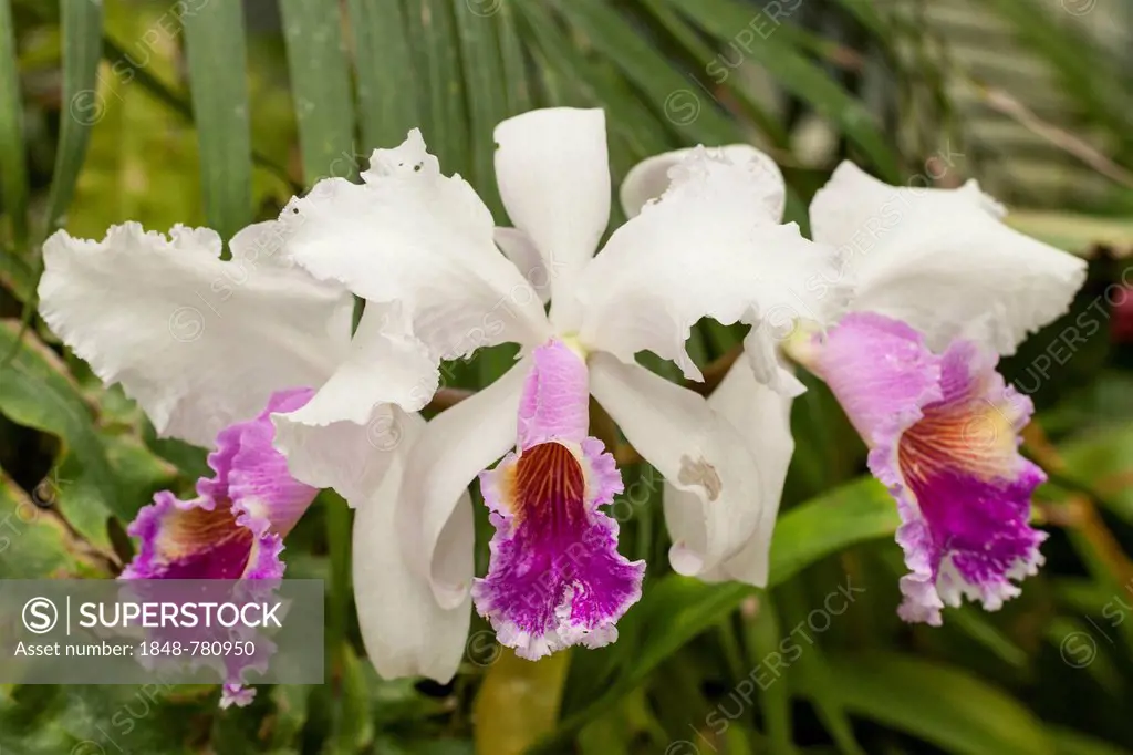 Cattleya Orchid (Cattleya)