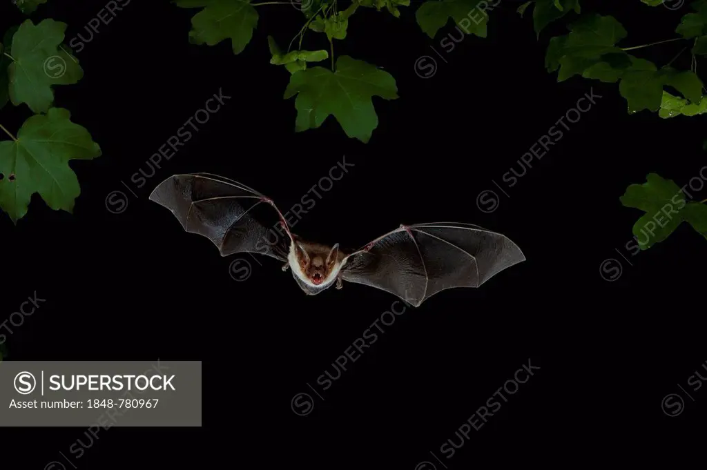 Greater mouse-eared Bat (Myotis myotis) in flight