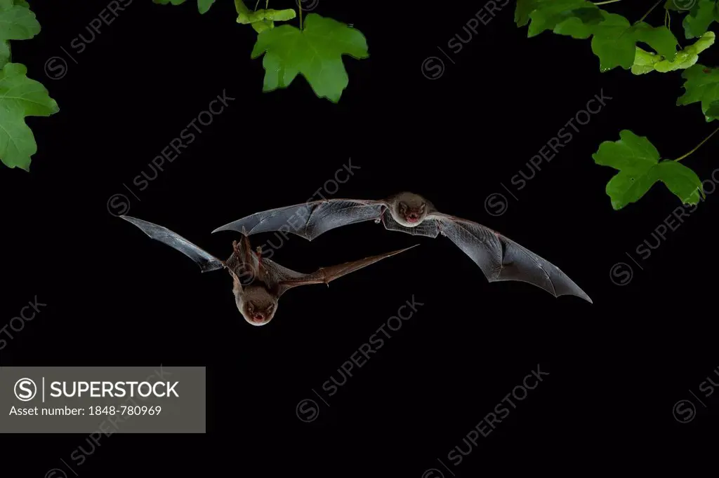 Bent-wing Bats, Schreibers' Long-fingered Bats or Schreibers' Bats (Miniopterus schreibersii) in flight