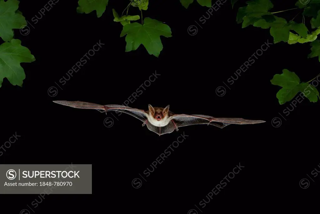 Lesser Mouse-eared Bat (Myotis blythii) in flight