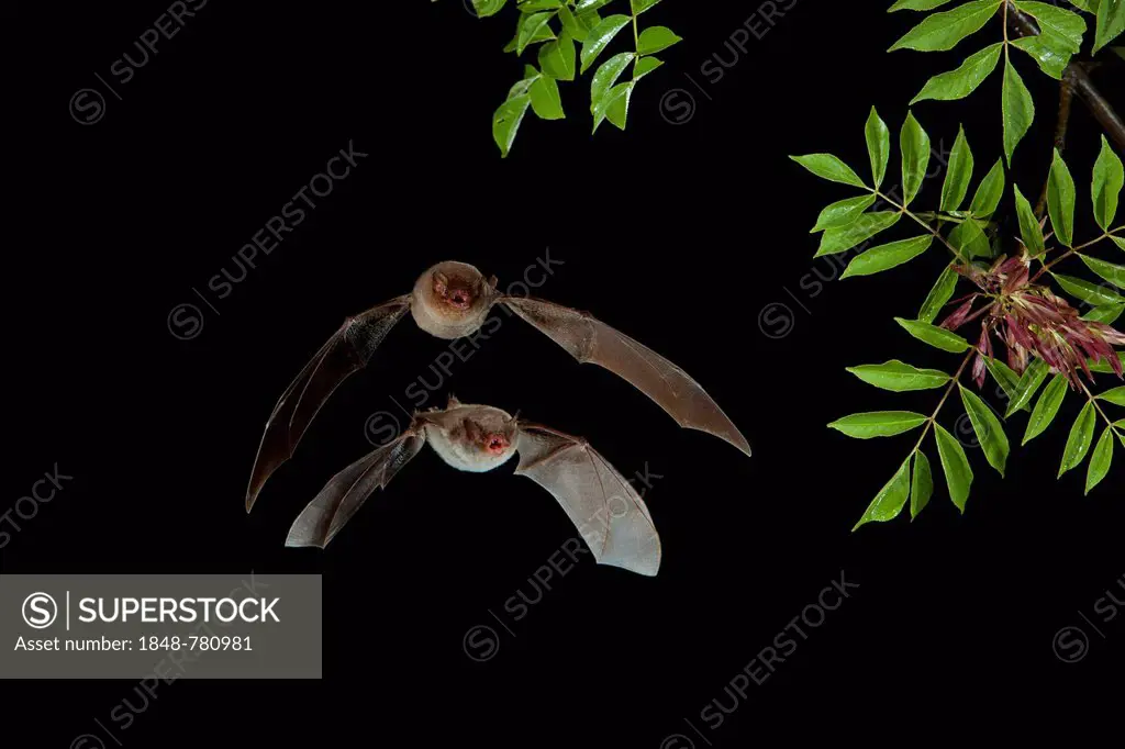Long-fingered Bat (Myotis capaccinii) and Bent-wing Bat, Schreibers' Long-fingered Bat or Schreibers' Bat (Miniopterus schreibersii) in flight