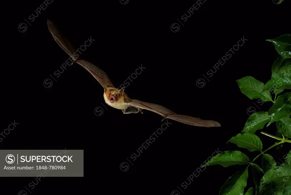 Lesser Mouse-eared Bat (Myotis blythii) in flight