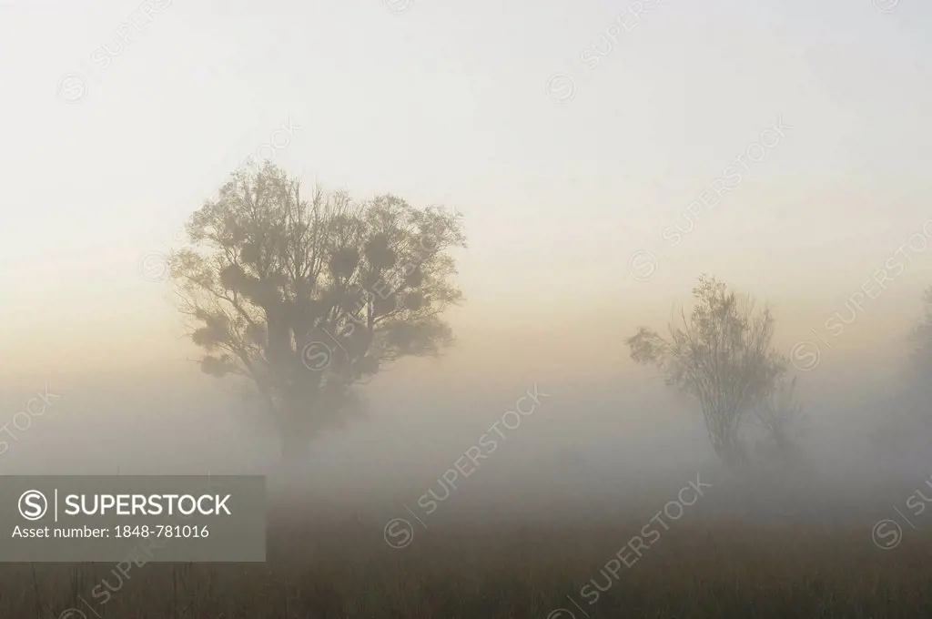 Morning mist over the Danube floodplains