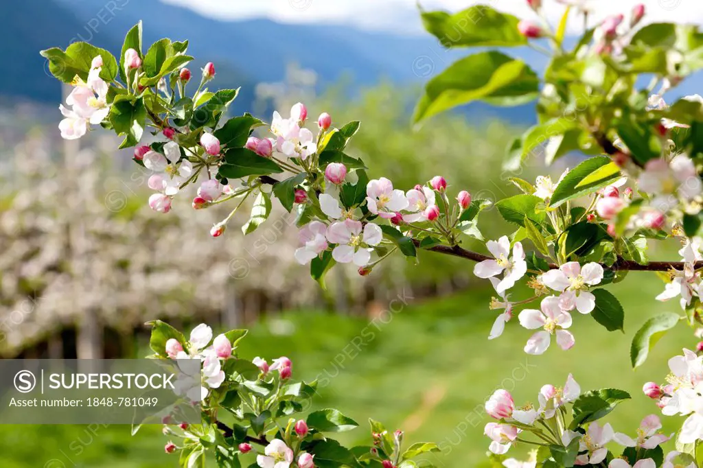 Apple blossoms in an apple tree orchard