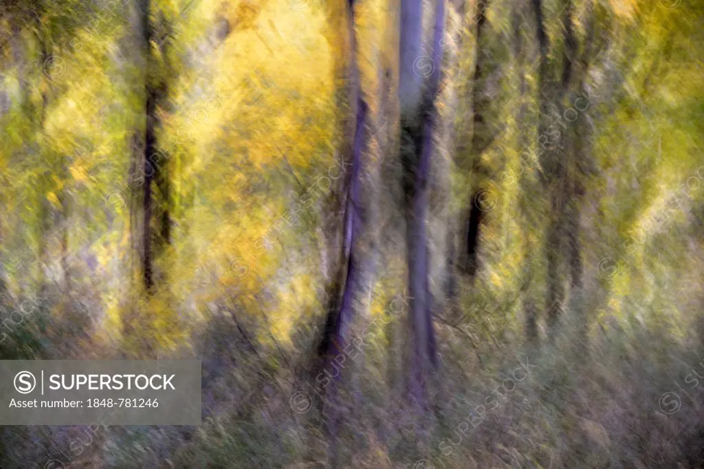 Autumn forest, blurred, abstract