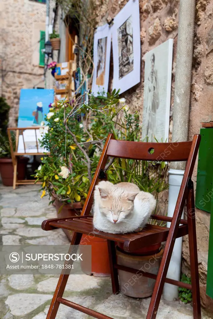 Domestic cat lying on a chair in the historic centre of Valldemossa or Valldemosa