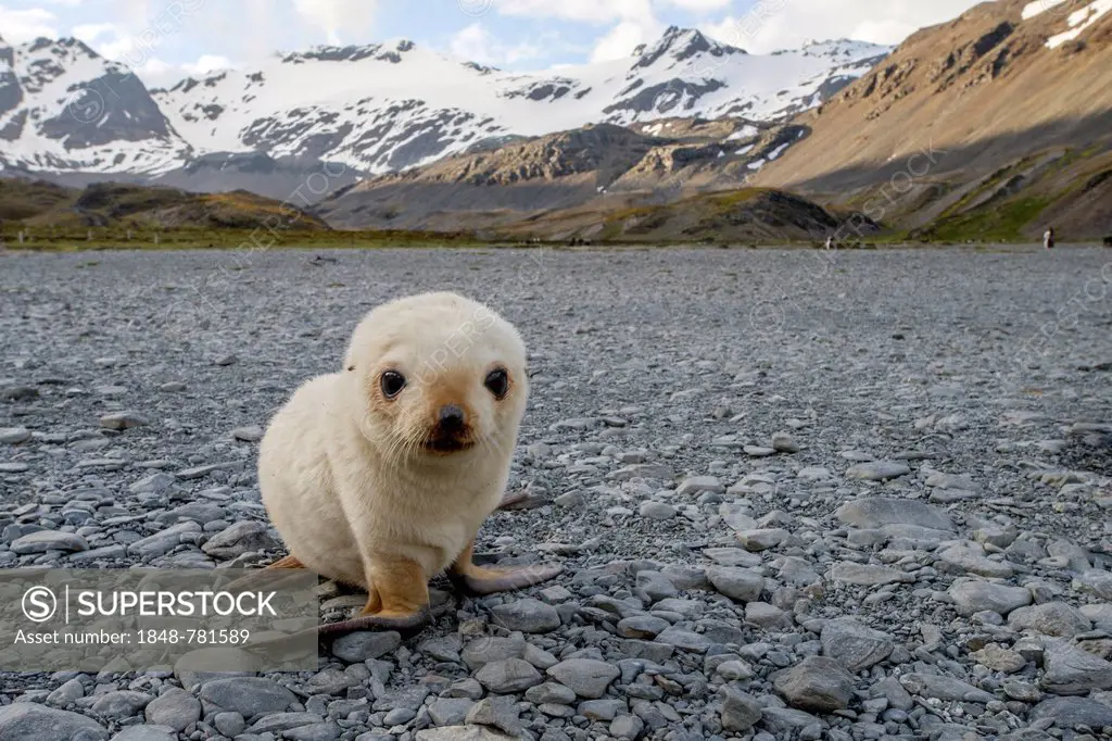 Antarctic Fur Seal (Arctocephalus gazella), leucistic or blond pup