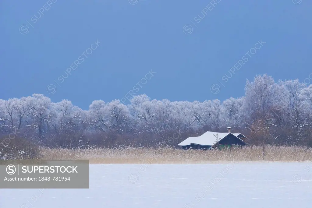 Snow-covered winter landscape with a wooden house in a reed bed