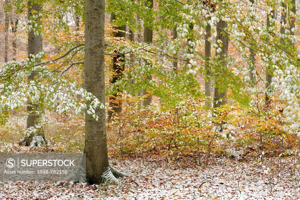 Beech forest in autumn with colourful autumn leaves and snow
