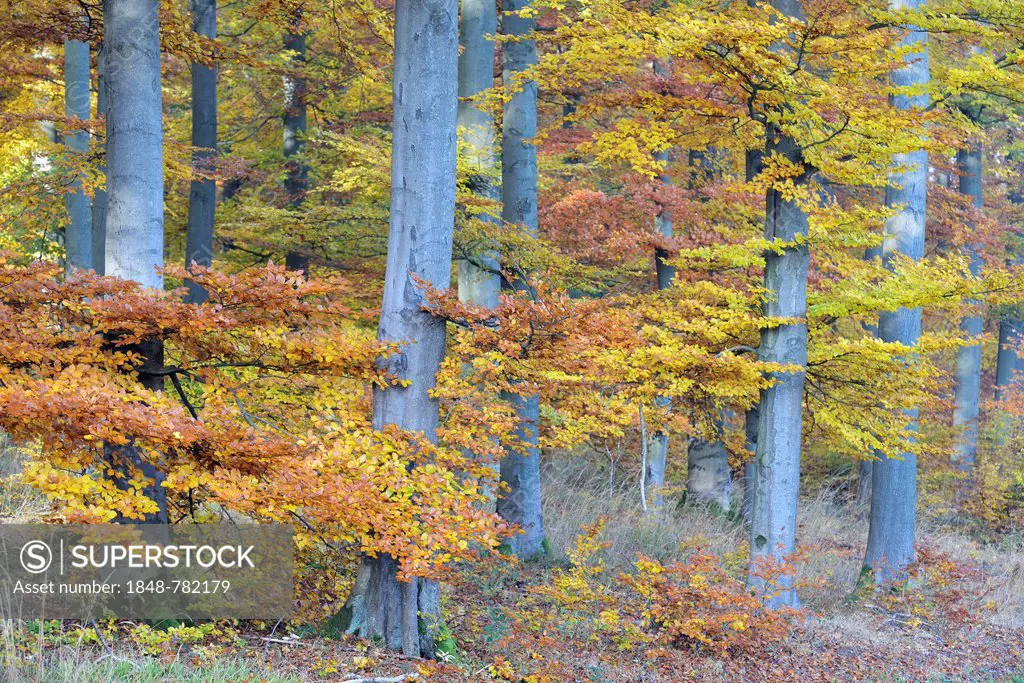 Beech forest in autumn with colourful autumn leaves