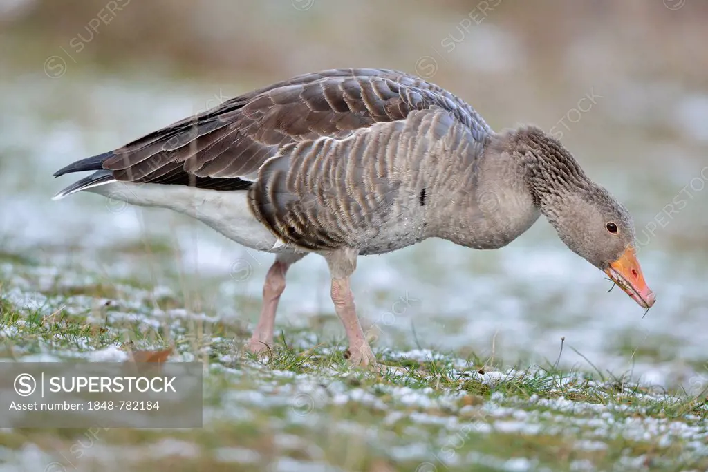 Greylag Goose (Anser anser) searching for food in winter