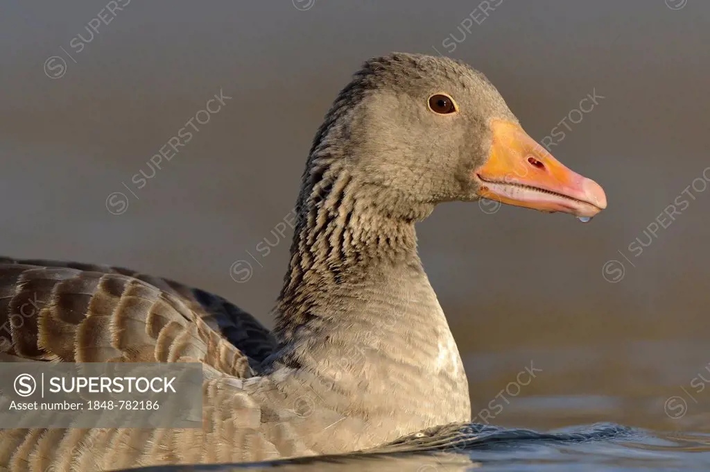 Greylag Goose (Anser anser), portrait