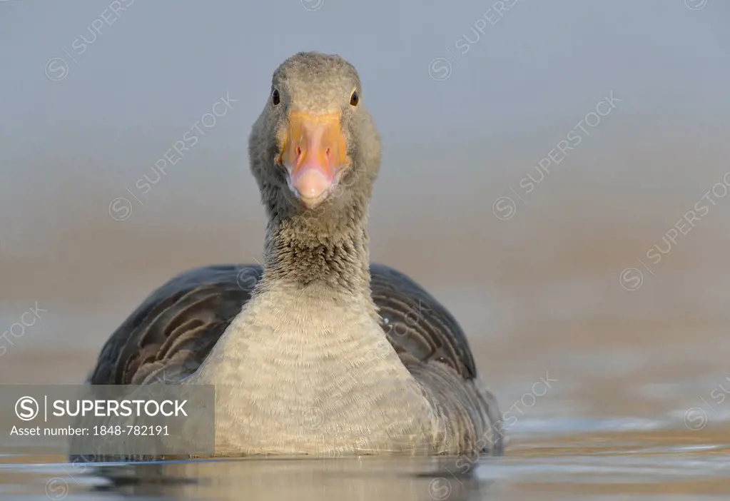 Greylag Goose (Anser anser), swimming