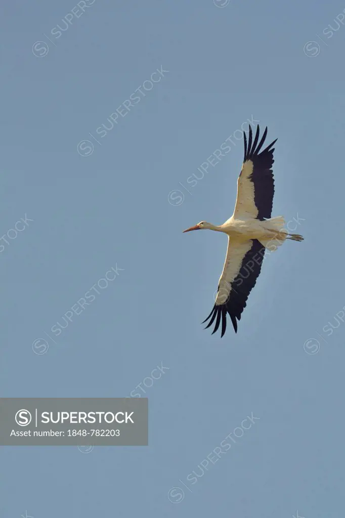 White Stork (Ciconia ciconia), adult, in flight