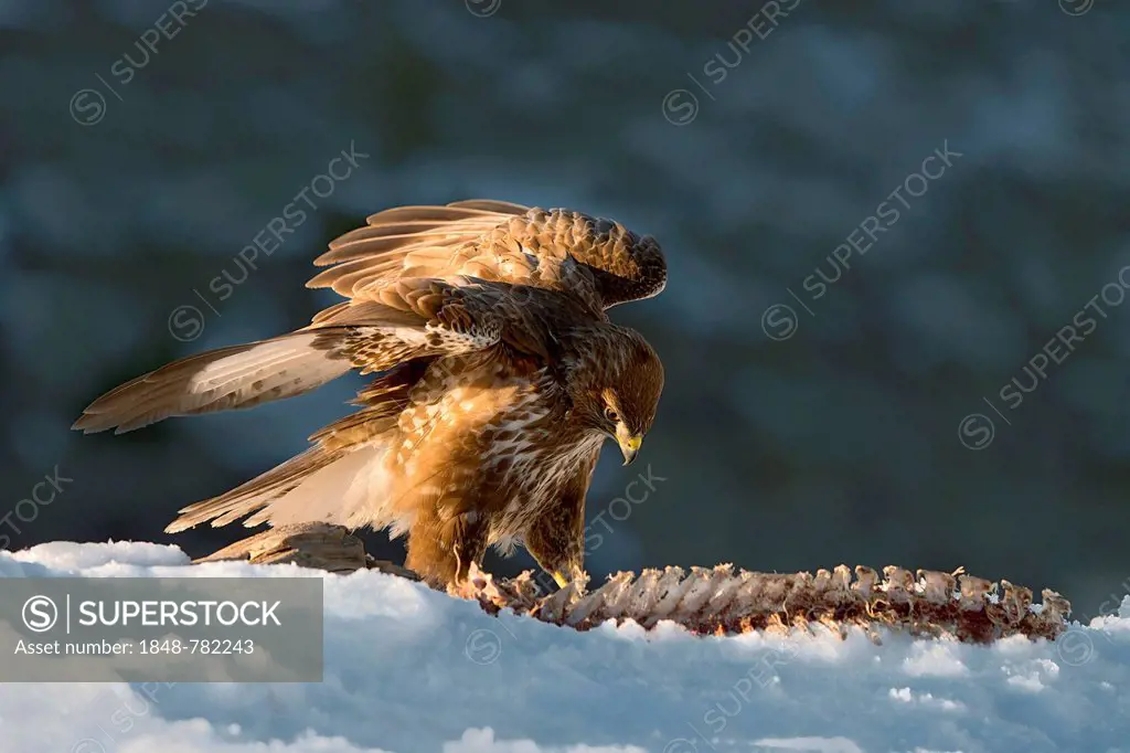 Common Buzzard (Buteo buteo), with the carcass of a roe deer (Capreolus capreolus)