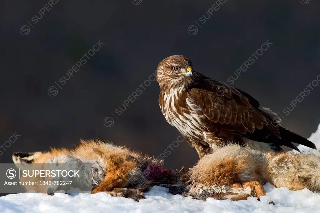 Common Buzzard (Buteo buteo), with the carcass of a red fox (Vulpes vulpes)