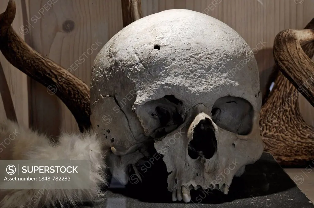 Skull, Albrecht Duerer House