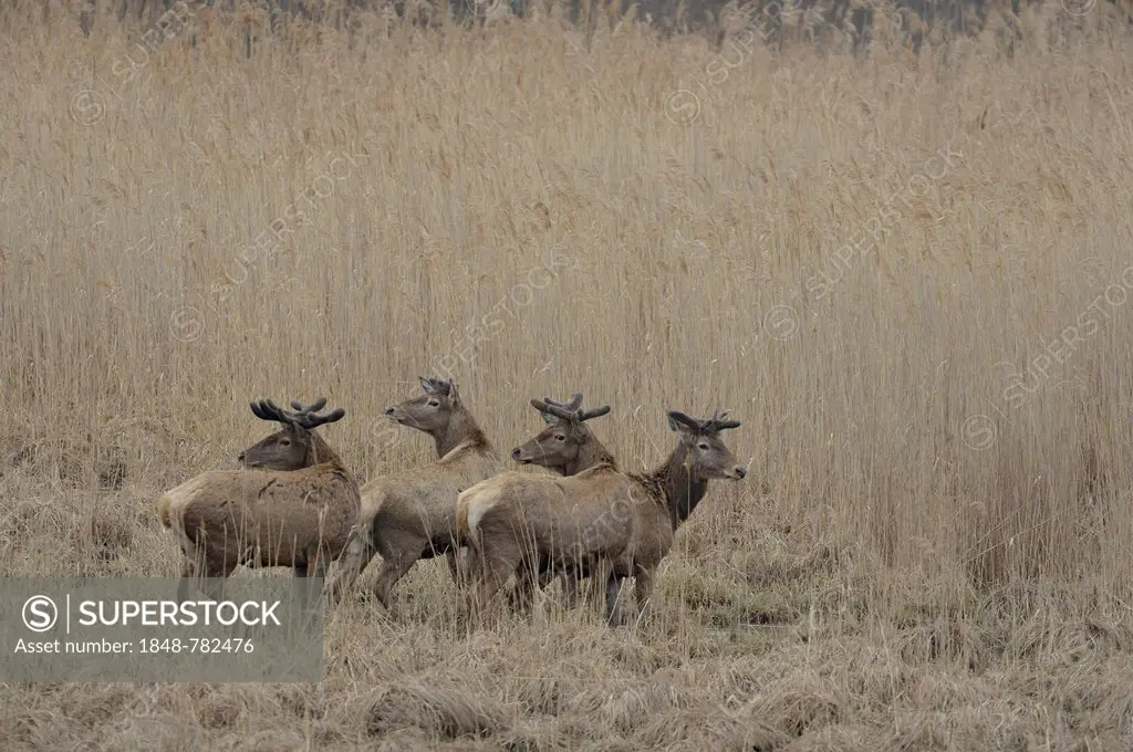 Red Deer (Cervus elaphus), stags in velvet