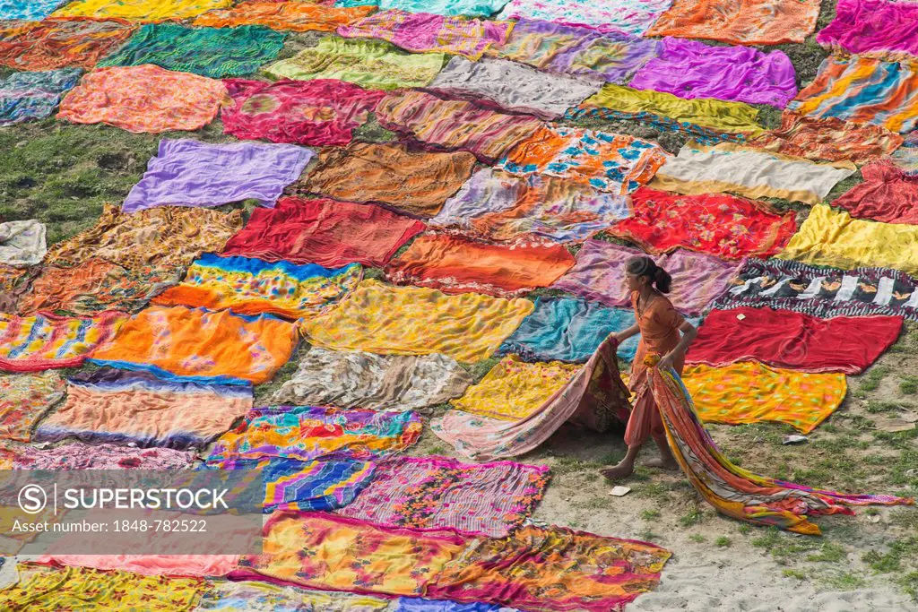 Colourful saris laying to dry after washing on a sandbank on the banks of the Yamuna River, an Indian woman is carrying the dried saris