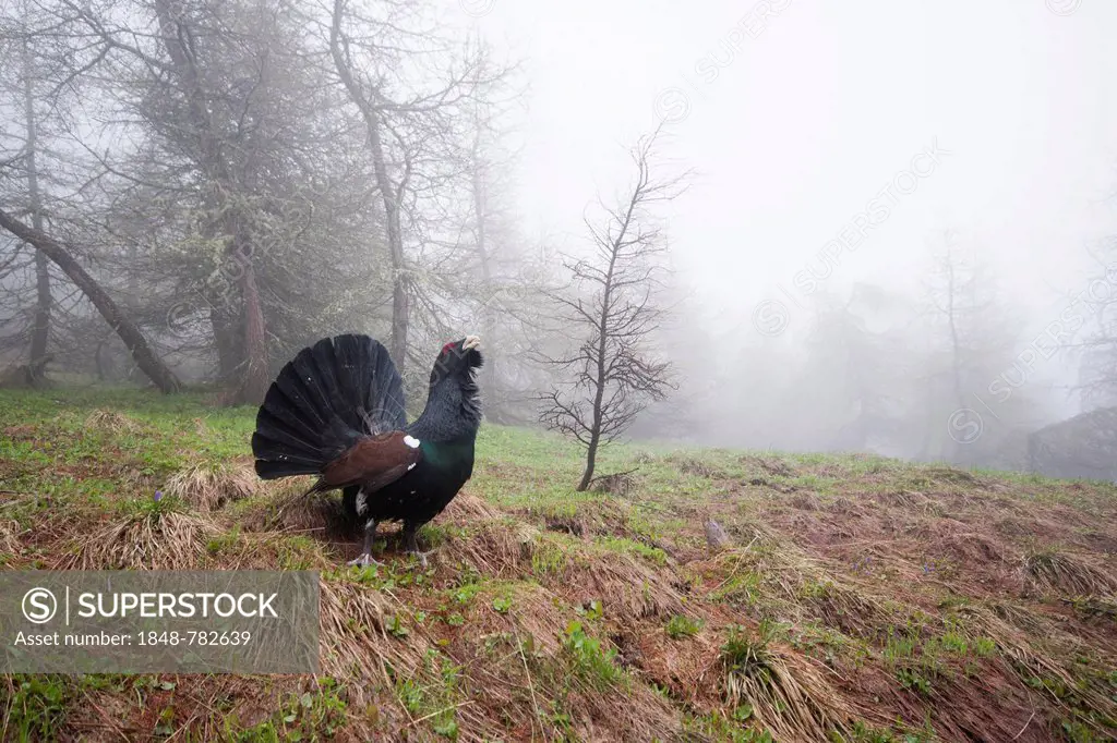 Western Capercaillie or Wood Grouse (Tetrao urogallus), displaying cock