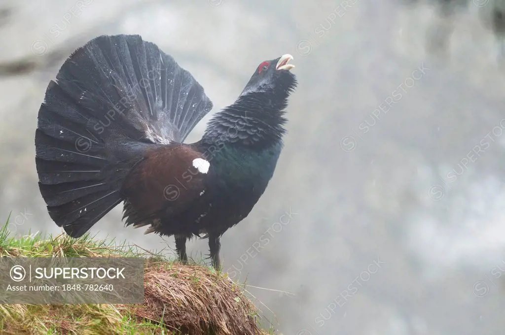 Western Capercaillie or Wood Grouse (Tetrao urogallus), displaying cock