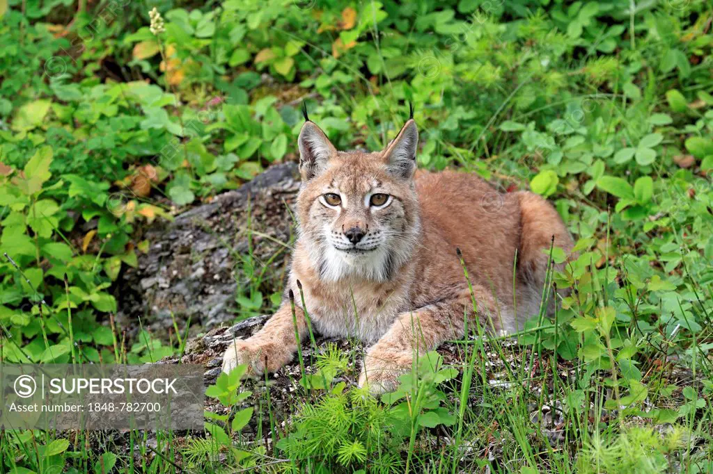 Eurasian Lynx or Northern Lynx (Lynx lynx), female, captive