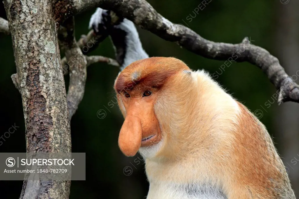 Proboscis Monkey (Nasalis larvatus), male