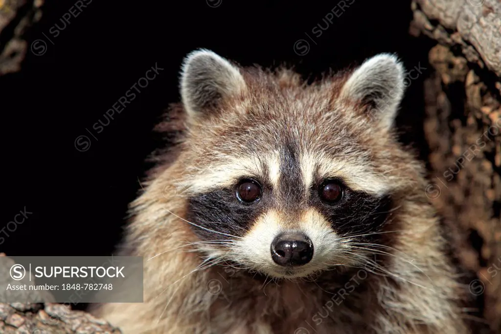 Raccoon (Procyon lotor), captive, female in its den, portrait