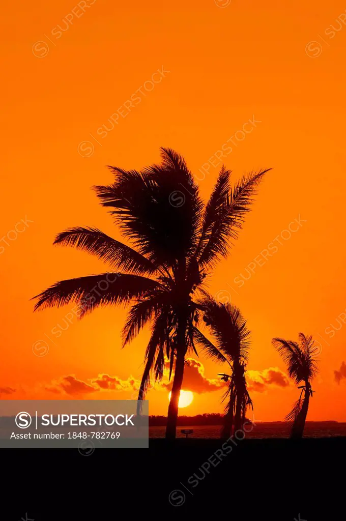 Coconut Palms (Cocos nucifera) at sunrise