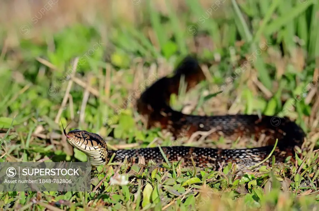 Florida Banded Water Snake (Nerodia fasciata pictiventris), flicking its tongue