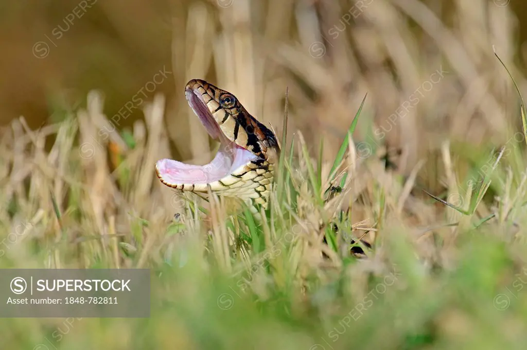 Florida Banded Water Snake (Nerodia fasciata pictiventris) with its mouth open