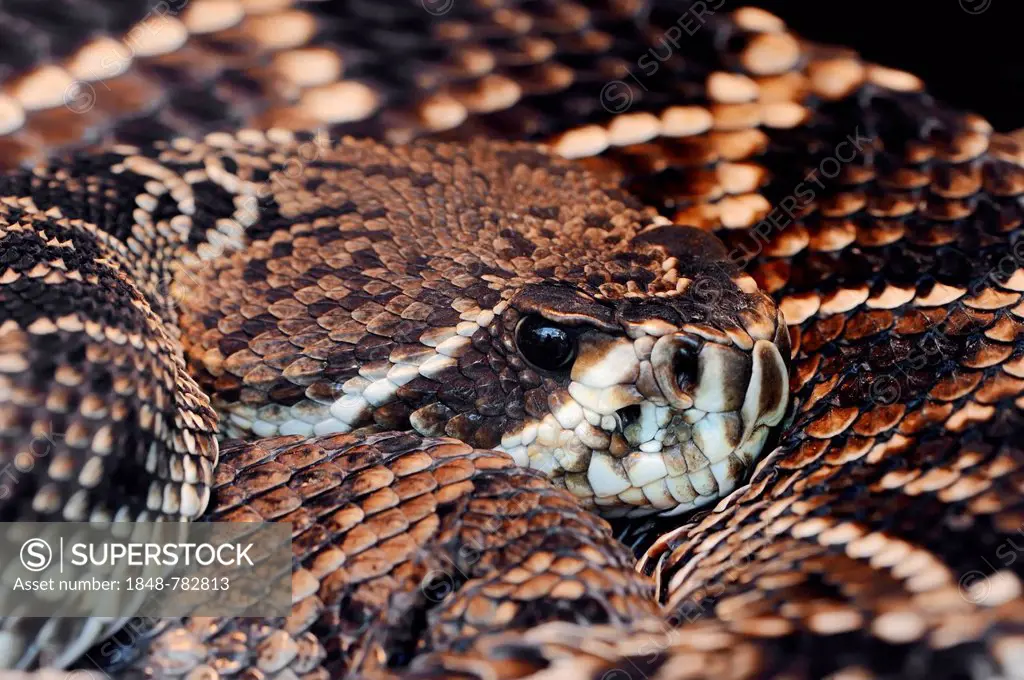 Eastern Diamond-backed Rattlesnake (Crotalus adamanteus), portrait
