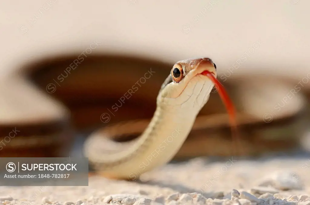 Southern Ribbon Snake (Thamnophis sauritus sackeni), flicking its tongue