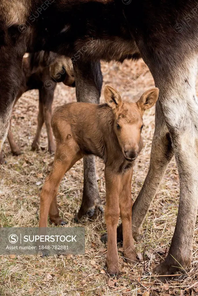 Moose calf standing between mother's legs (Alces americanus)