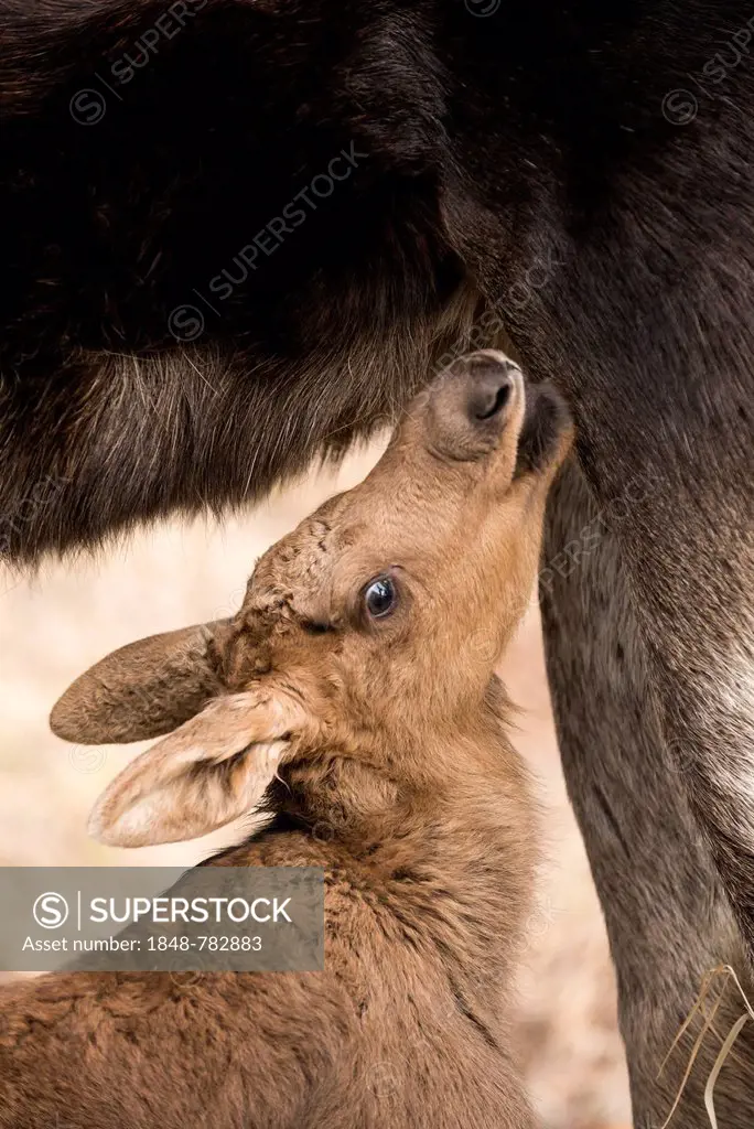 Suckling Moose calf (Alces americanus)