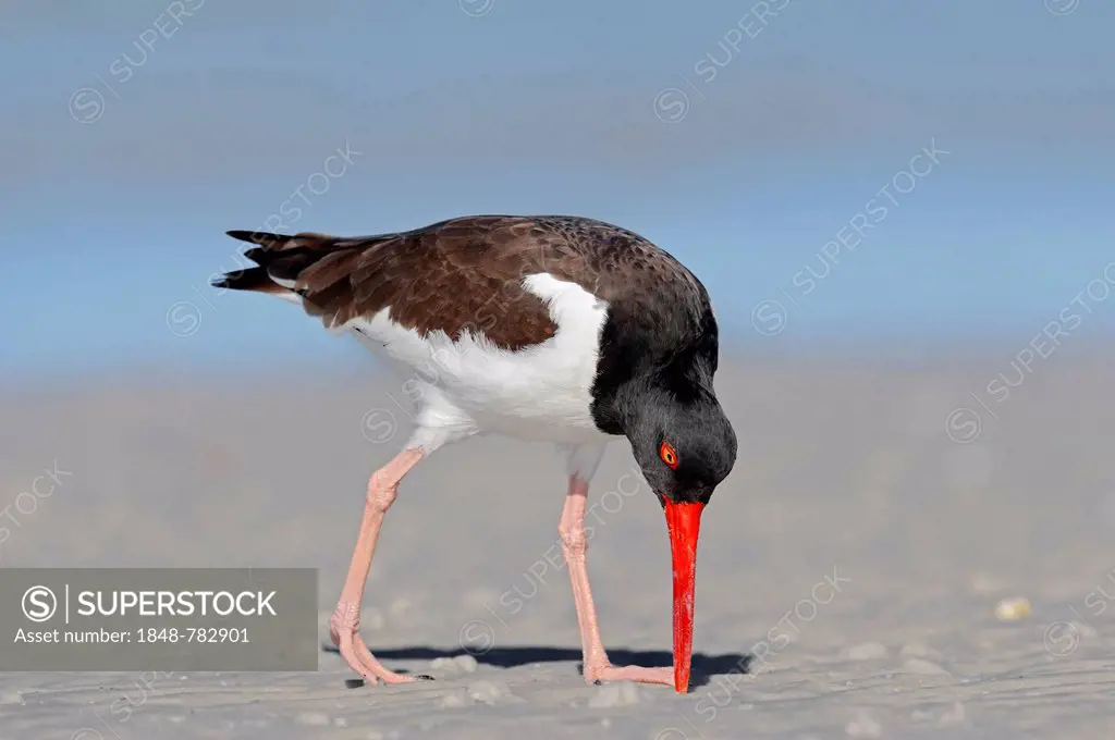 American Oystercatcher or American Pied Oystercatcher (Haematopus palliatus), foraging for food