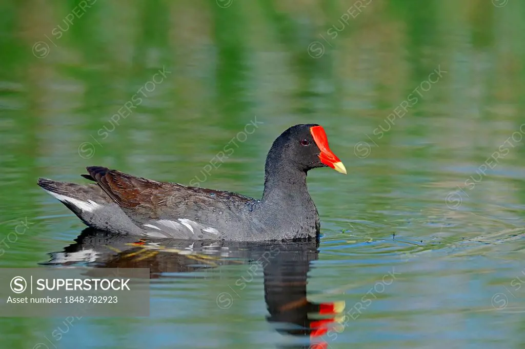 Common Moorhen or Swamp Chicken (Gallinula chloropus cachinnans), swimming with its reflection in the water