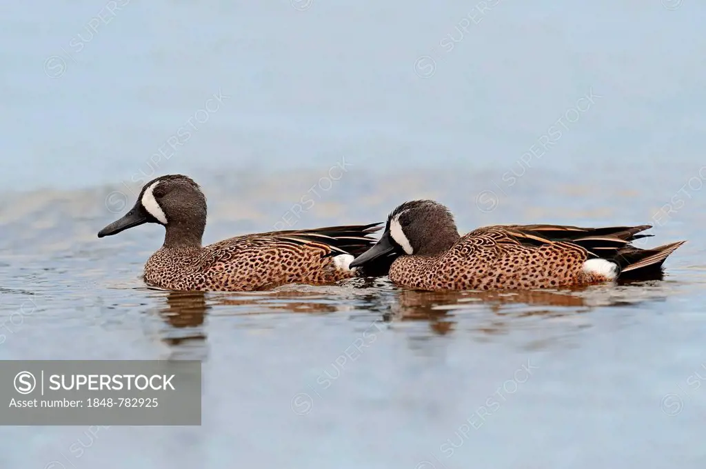 Two Blue-winged Teals (Anas discors), drakes