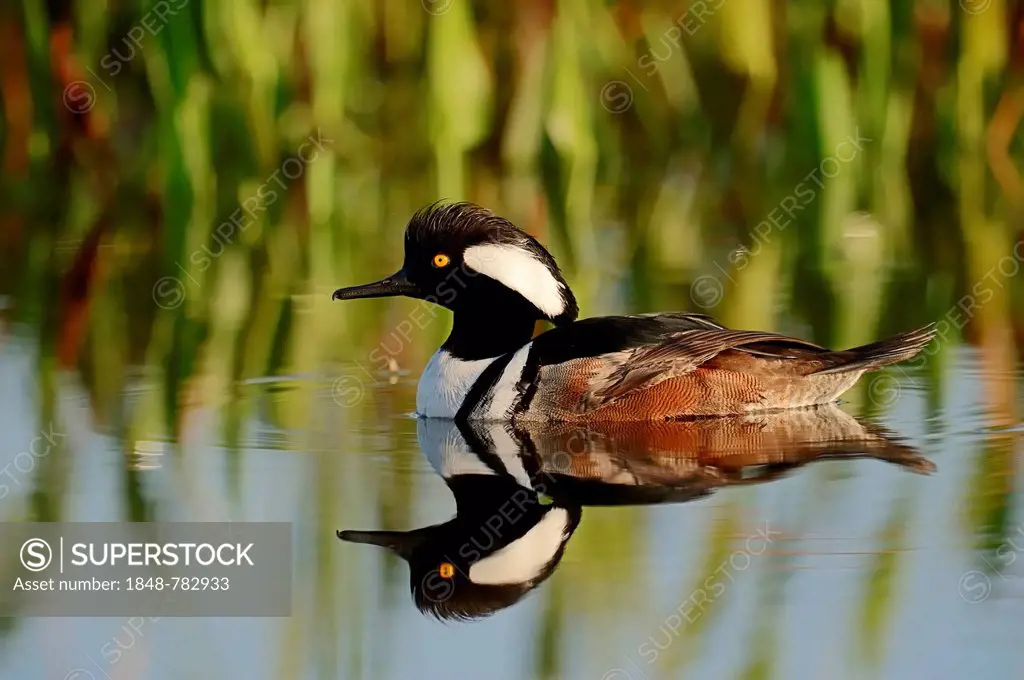 Hooded Merganser (Lophodytes cucullatus, Mergus cucullatus), male swimming with its reflection in the water